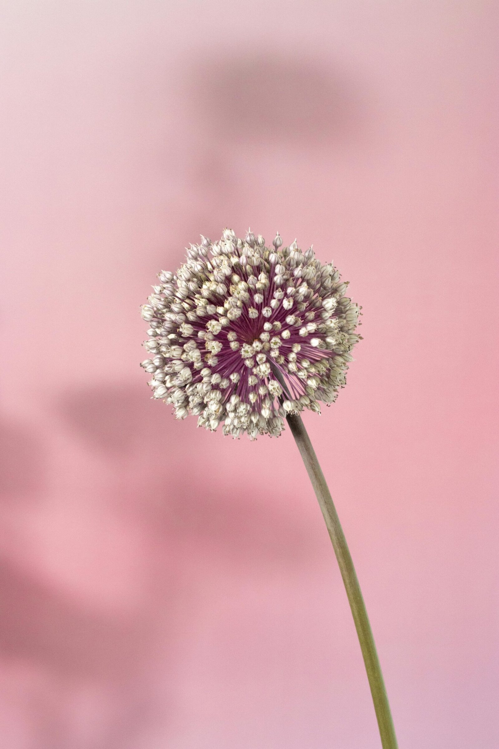 Close-up of a delicate Allium flower on a soft pink background, highlighting intricate details and pastel tones.